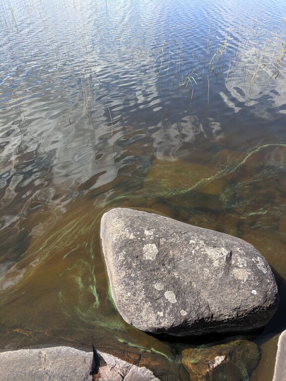 Pielavesi (14.741.1.001)-Karkin saari-ObsIMG-201906261235-1.jpg