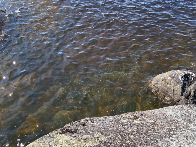 Tiedosto:Saimaa (04.112.1.001)-Rokansaari Hiisivuori-ObsIMG-202307111451-64ad61f09688c.png