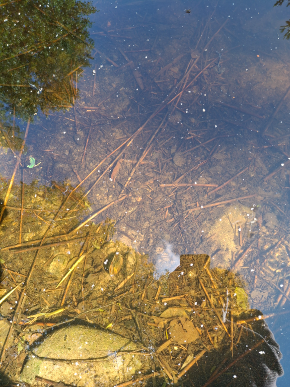 Kallavesi (yhd.)-Rotarien sinileväseuranta (Puutossalmi)-ObsTEMP-202507300958-1753859163973.png