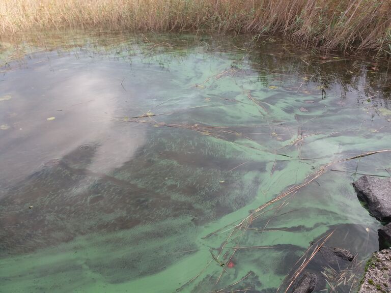 Leppävesi (14.311.1.001)-Laajaranta-ObsIMG-201709141300-69.jpg