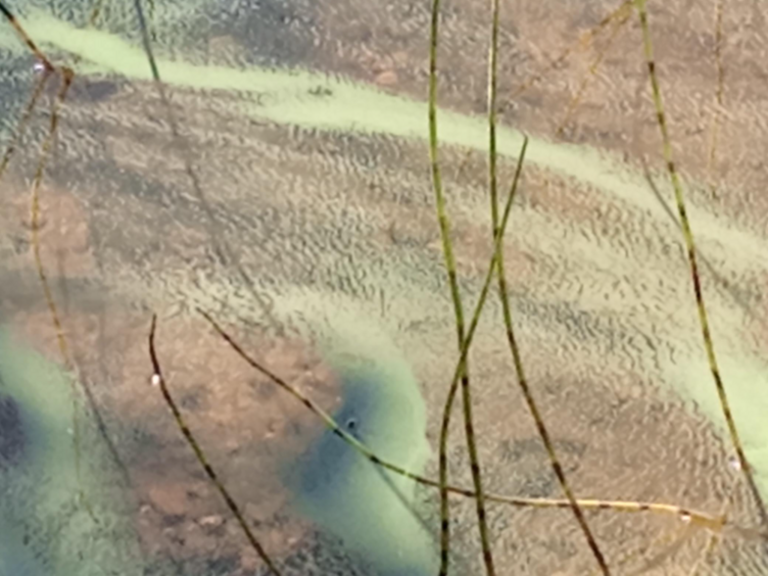 Ounasjärvi (65.632.1.001)-Kiviniemi, länsi-ObsIMG-202207130708-62cebd177de52.png