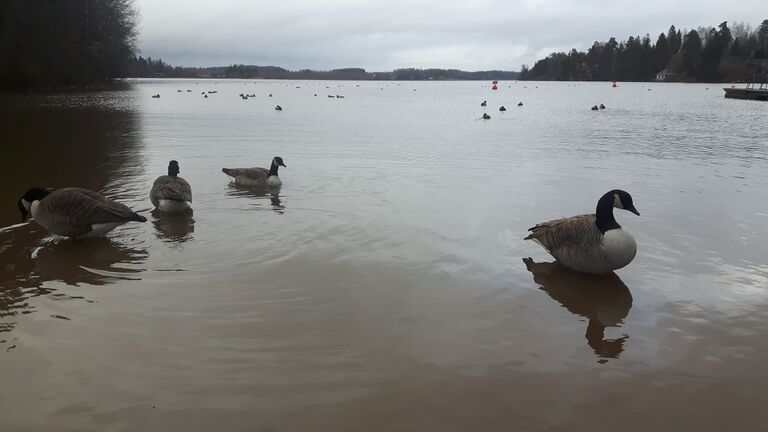 Pitkäjärvi (81.055.1.010)-Laaksolahden uimaranta-ObsIMG-201711181200-96.jpg
