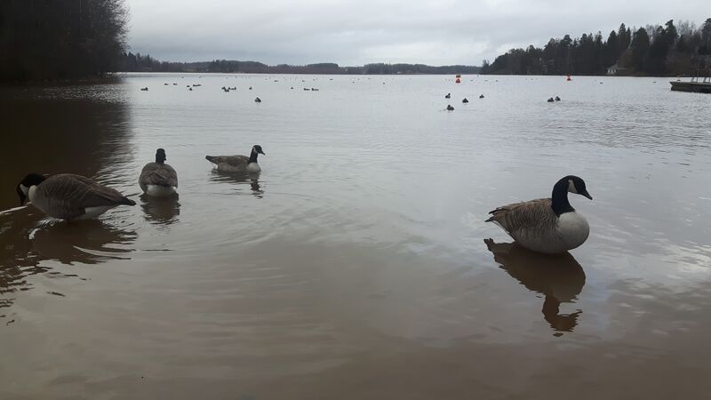 Tiedosto:Pitkäjärvi (81.055.1.010)-Laaksolahden uimaranta-ObsIMG-201711181200-96.jpg