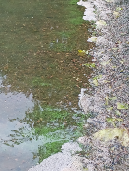 Säyhtee (16.003.1.002)-Säyhteen yksityinen ranta-ObsIMG-202308011000-64c8ada427aba.png