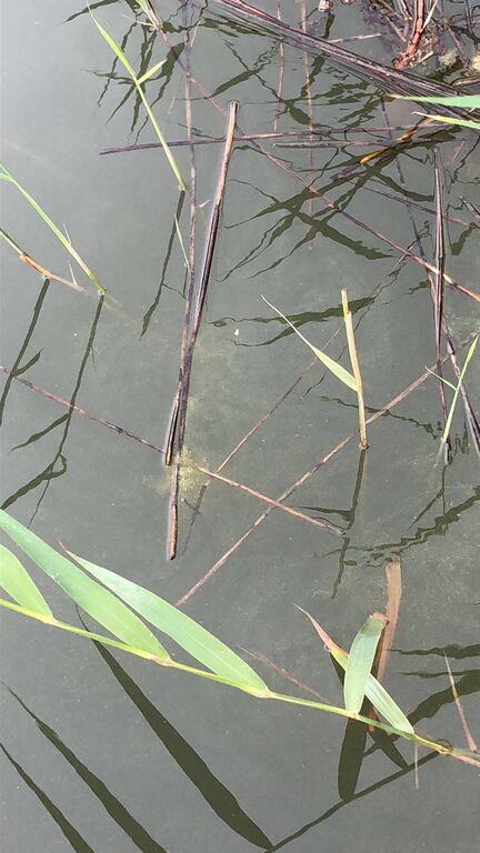 Sipoon saaristo-Söderkulla-ObsIMG-201807061459-94.jpeg