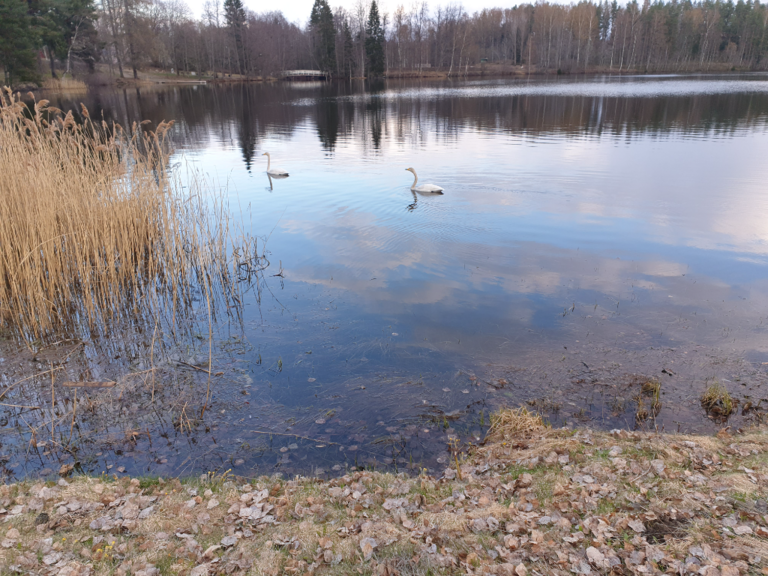 Urpolanlampi (04.152.1.001)-Urpolanlammen uimapaikka-ObsIMG-202305052000-645535b3232e6.png