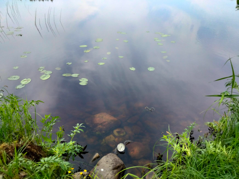 Evijärvi (47.021.1.001)-Valtakunnallinen sinileväseuranta (Sillankorvan leirintäalue)-ObsIMG-202306201216-64929a3c603ad.png
