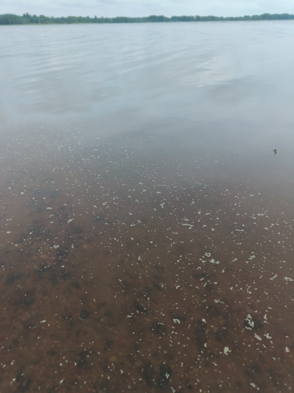 Köyliönjärvi (34.054.1.001)-Valtakunnallinen sinileväseuranta (Yttilän Otta)-ObsALG-202506110930-1749623489637.png