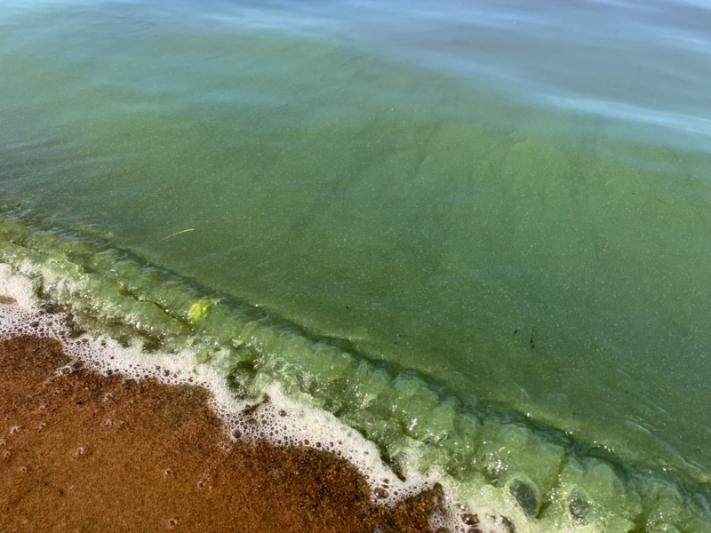 Tiedosto:Nilakka (14.731.1.001)-Havaintopaikka 1-ObsALG-202507131830-6873d1e284bff.png