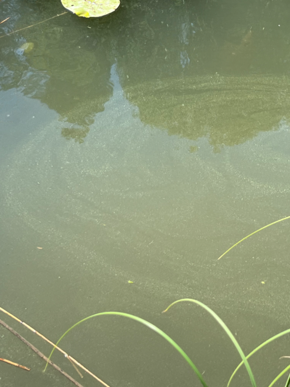 Pälkänevesi (yhd.)-Pikkumieliänlahti-ObsIMG-202406271245-667d46448fd46.png