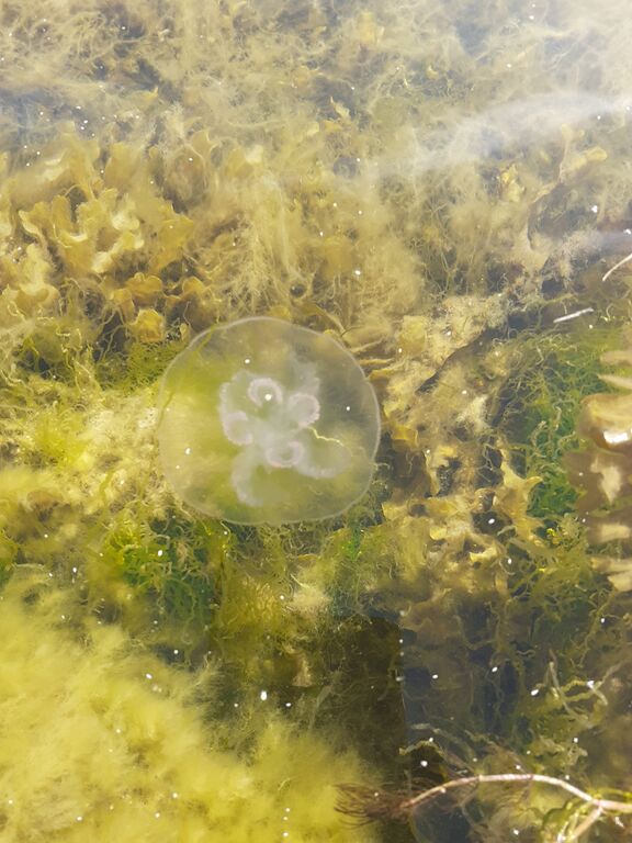 Paraisten ja Nauvon välinen vesialue-Havaintopaikka 2-ObsIMG-202008291520-40.jpg