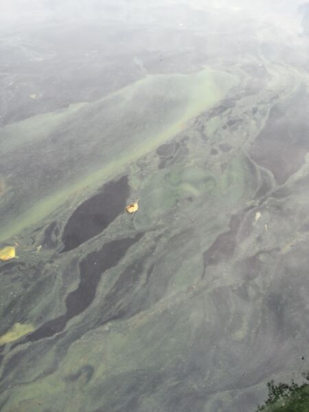 Tiedosto:Utajärven allas (59.221.1.001)-Havaintopaikka 1-ObsIMG-202007202228-65.jpg