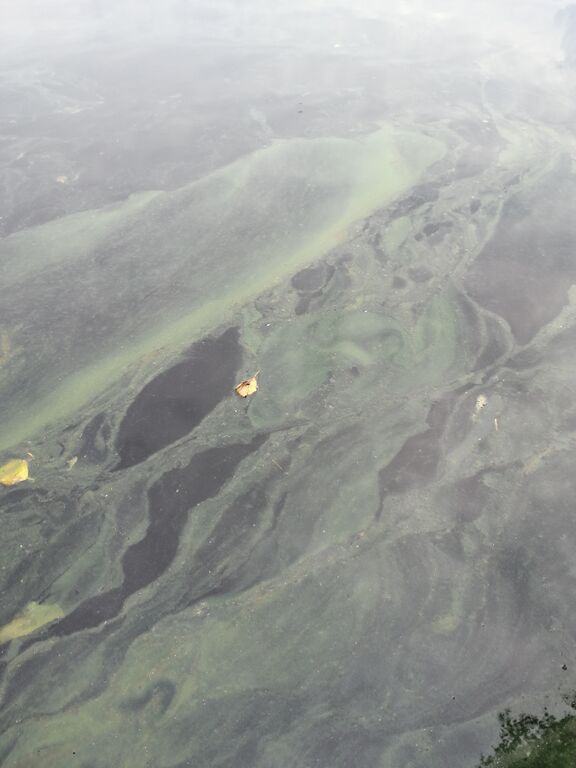 Utajärven allas (59.221.1.001)-Havaintopaikka 1-ObsIMG-202007202228-65.jpg