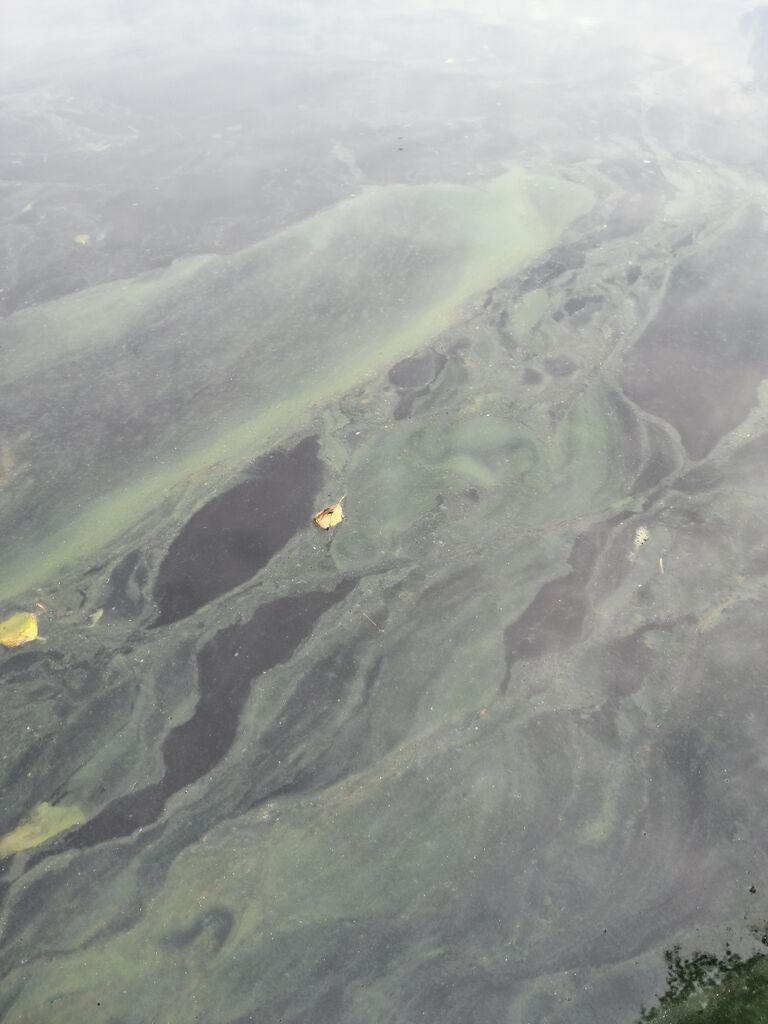 Utajärven allas (59.221.1.001)-Havaintopaikka 1-ObsIMG-202007202228-65.jpg