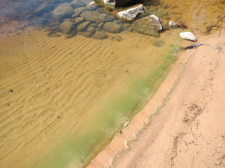 Havainto-Lietvesi, Jänniemi-ObsALG-202206301130-62bd675849194.png