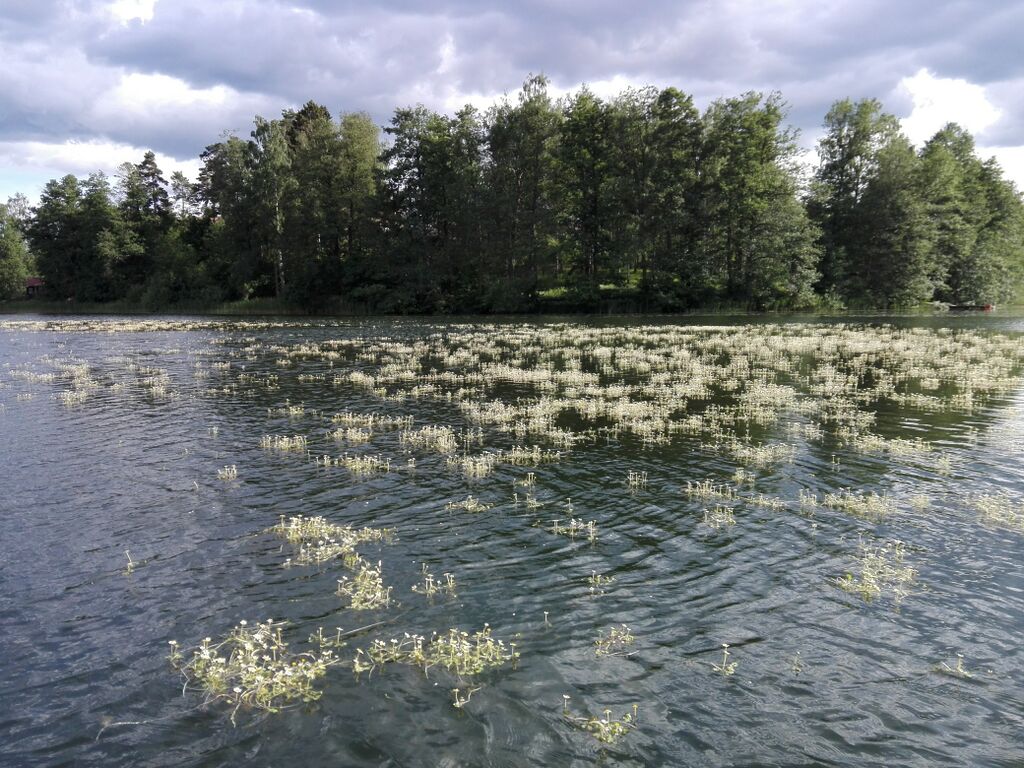 Hormajärvi (23.025.1.001)-Läntinen allas-ObsIMG-201906250800-96.jpg