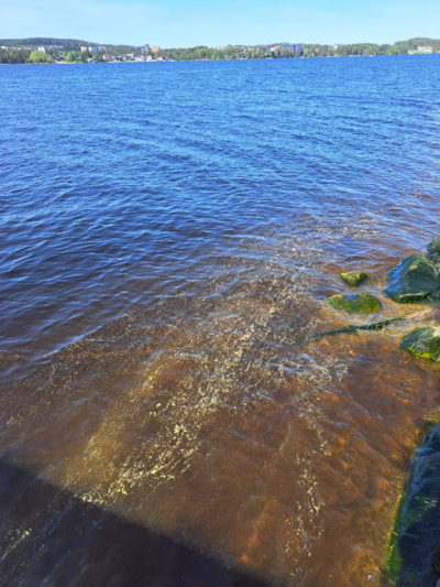 Kallavesi (yhd.)-Iso-Muurainen-ObsIMG-202506141107-1749888987185.png