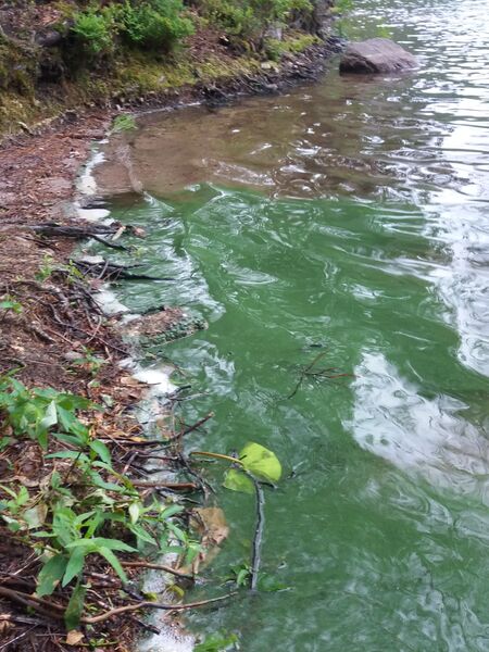 Tiedosto:Keski-Tiilijärvi (14.244.1.003)-Poukama lähellä uimarantaa-ObsALG-201907071809-74.jpg