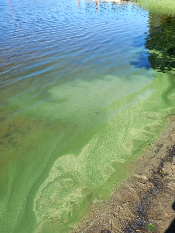 Pitkäjärvi (04.152.1.002)-Valtakunnallinen sinileväseuranta (Pitkäjärven uimaranta)-ObsIMG-202507021000-1751442186641.png