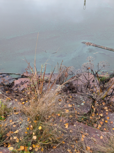 Suvisaaristo-Lauttasaari-Haukilahden venesatama-ObsALG-202511030936-69085be3803fc.png