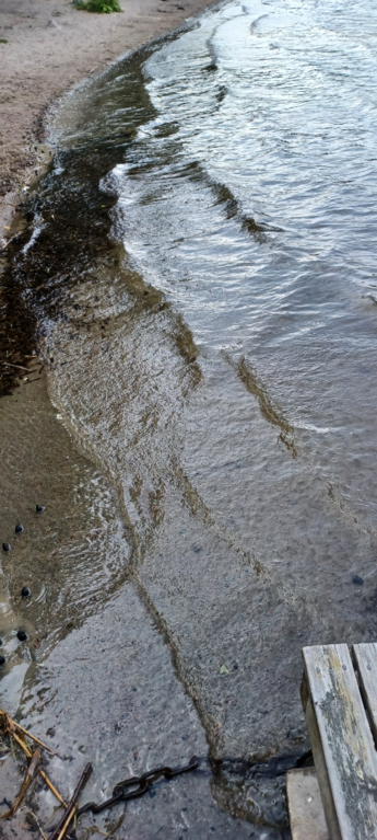 Tuomiojärvi (14.291.1.002)-Valtakunnallinen sinileväseuranta-ObsALG-202508271135-1756285859036.png