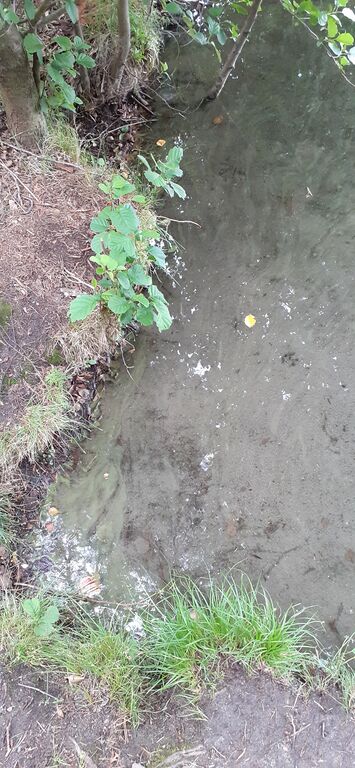 Ukki (35.731.1.002)-Valtakunnallinen sinileväseuranta-ObsALG-202007210815-49.jpg