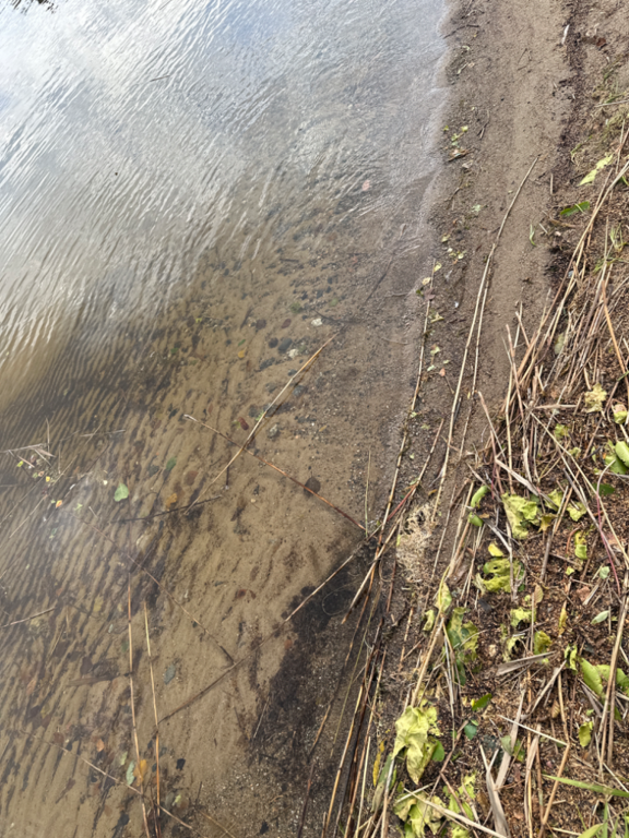 Ukonvesi (Saimaa) (04.151.1.001)-Koivukummunpolku-ObsALG-202308091727-64d3a20ff36b5.png