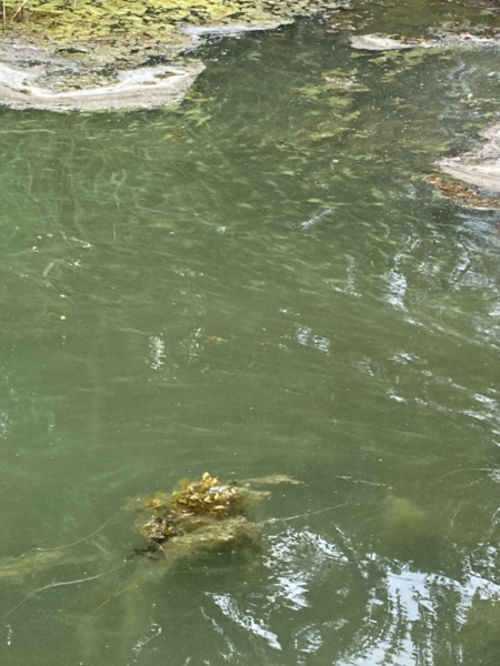 Tiedosto:Iso- ja Pikku-Nauvon vesialue-Havaintopaikka 1-ObsIMG-202107051947-60e33849bd94c.png