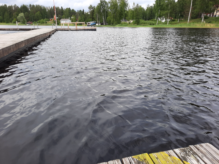 Kuhajärven alue (04.171)-Valtakunnallinen sinileväseuranta (Uitonvirta, Alinanniemen uimaranta)-ObsIMG-202406191644-6672e11978c9d.png