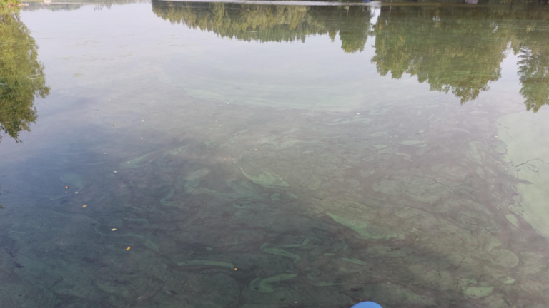 Lehesjärvi - Vähäjärvi (14.296.1.001)-lehesjärvi-ObsIMG-202208191002-62ff3a4a0adcd.png