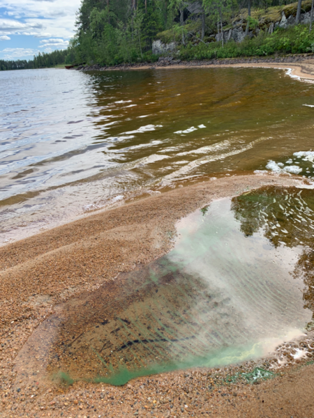 Tiedosto:Lentua (59.921.1.001)-Hamppulahti-ObsIMG-202507070933-686caeb380d07.png