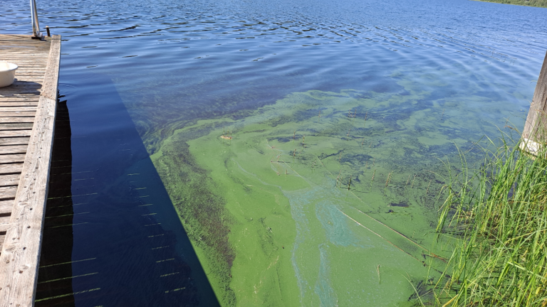 Pääjärvi (35.833.1.003)-Pappilanlahti-ObsALG-202107031000-60e00be083ee9.png