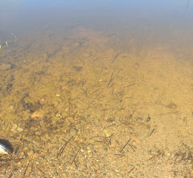 Toiviaisjärvi (04.552.1.013)-Valtakunnallinen sinileväseuranta (Kaarteenperä)-ObsIMG-202506161107-1750061329701.png