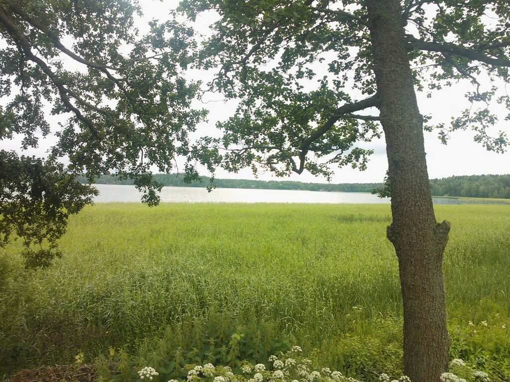 Vitträsk Aavaranta Pohjoinen.jpg