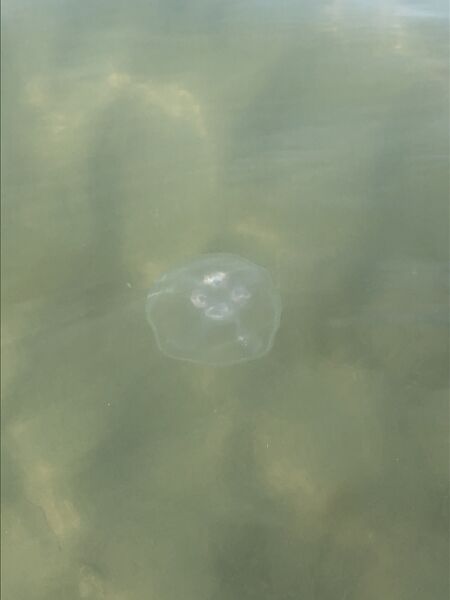 Tiedosto:Airisto-Mustfinn straden-ObsJELLY-202009281405-72.jpeg