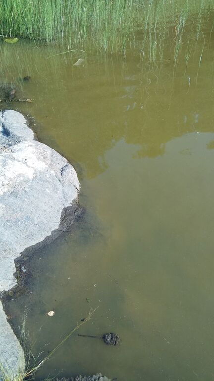 Haapajärvi (06.022.1.001)-Valtakunnallinen sinileväseuranta-ObsIMG-201807241800-21.jpg