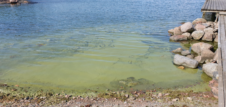 Suvisaaristo-Lauttasaari-Pieni Lehtisaari-ObsALG-202407271041-66a4a52600b61.png