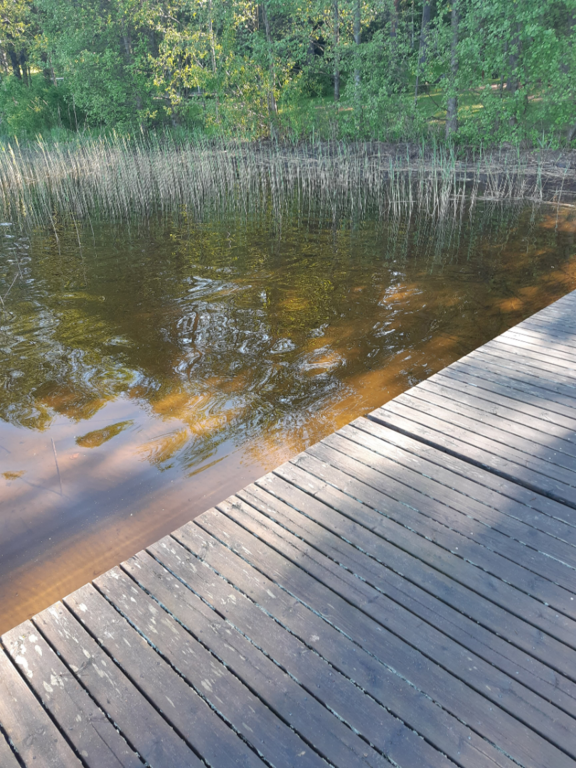 Tuomiojärvi (14.291.1.002)-Valtakunnallinen sinileväseuranta-ObsIMG-202506030830-1748929432088.png