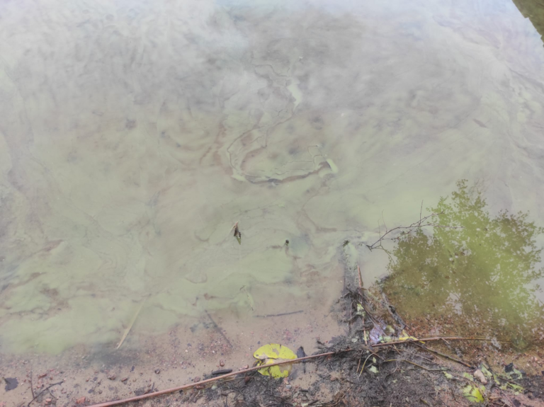 Vahvanen - Aholanjärvi (14.182.1.009)-Taipaleenalus-ObsALG-202308211338-64e86639727e4.png