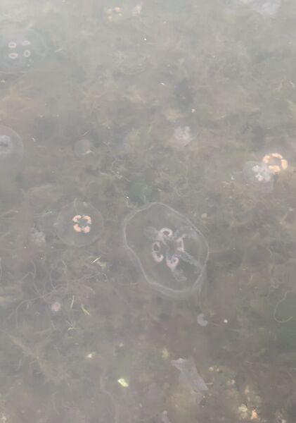 Tiedosto:Gullkronan selän ulkosaaristoalue-Västra Rockelholm-ObsIMG-201910181248-74.jpeg