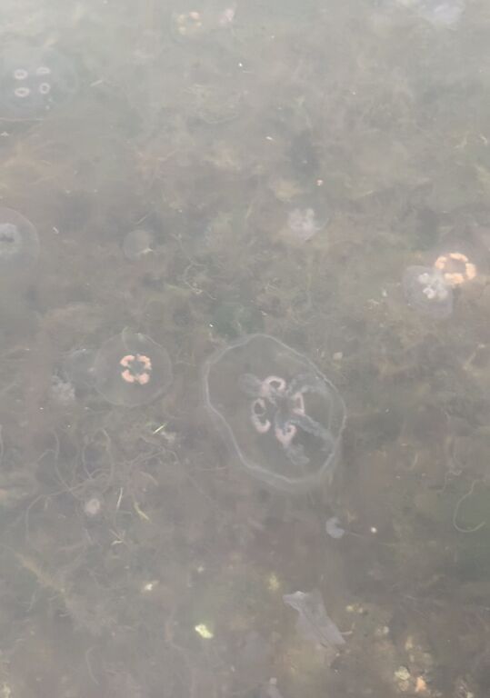 Gullkronan selän ulkosaaristoalue-Västra Rockelholm-ObsIMG-201910181248-74.jpeg