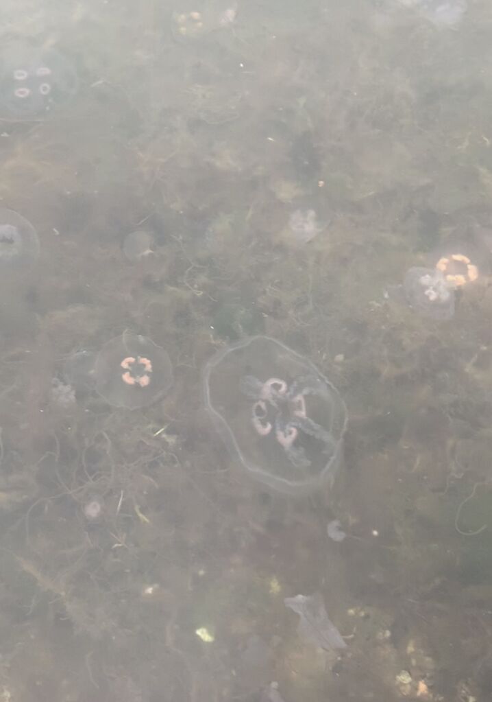 Gullkronan selän ulkosaaristoalue-Västra Rockelholm-ObsIMG-201910181248-74.jpeg