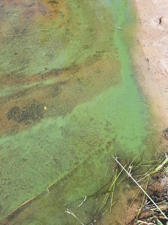 Kivijärvi (14.192.1.001)-Havaintopaikka 5-ObsIMG-202206251011-62bdcbeff12a8.png