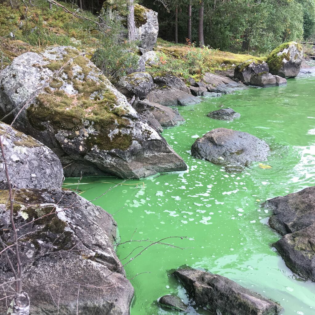 Kulovesi (35.132.1.001)-Kulovesi-ObsIMG-201809021120-15.jpeg