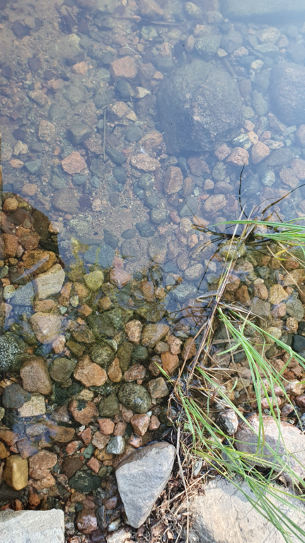 Pihlajavesi (Saimaa) (04.121.1.001)-Uitonniemi, Supikko-ObsALG-202507171914-1752769191764.png