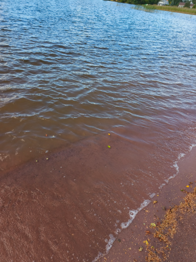 Pyhäjärvi (34.031.1.001)-Valtakunnallinen sinileväseuranta (Katismaan uimaranta)-ObsALG-202407301502-66a8d65f9a36f.png