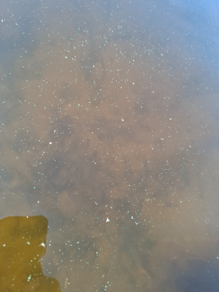 Saimaa (04.112.1.001)-Laitniemi-ObsIMG-202507131401-6873929bb3f89.png