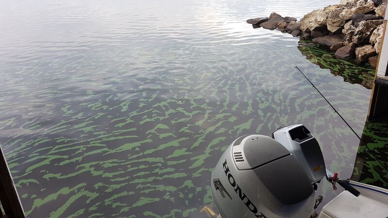 Tiedosto:Ähtärinjärvi (35.433.1.001)-Kaakkoniemi-ObsIMG-201708190819-42.jpg