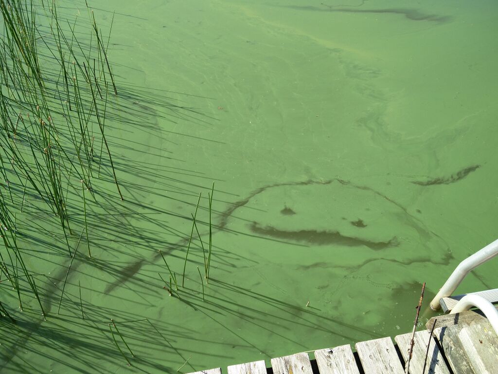 Halkjärvi (25.007.1.001)-Lammassaari -ObsALG-201707230949-92.jpg