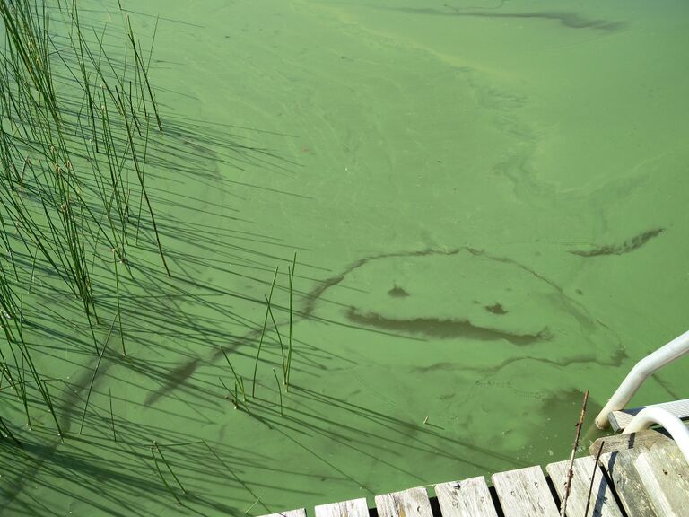 Halkjärvi (25.007.1.001)-Lammassaari -ObsALG-201707230949-92.jpg